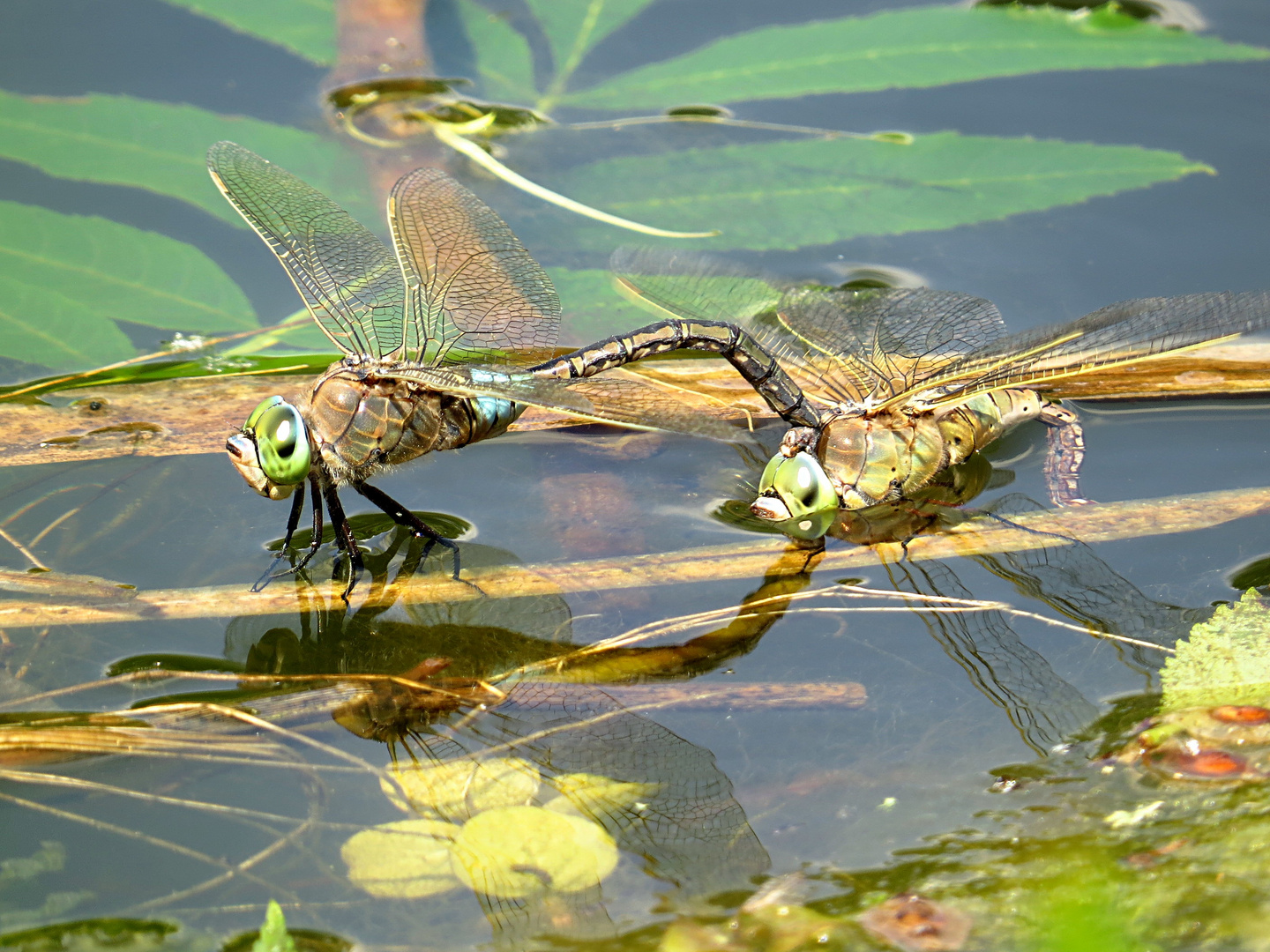 --- Kleine Königslibelle (Anax parthenope) ---