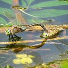 --- Kleine Königslibelle (Anax parthenope) ---