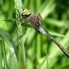 --- Kleine Königslibelle (Anax parthenope) ---