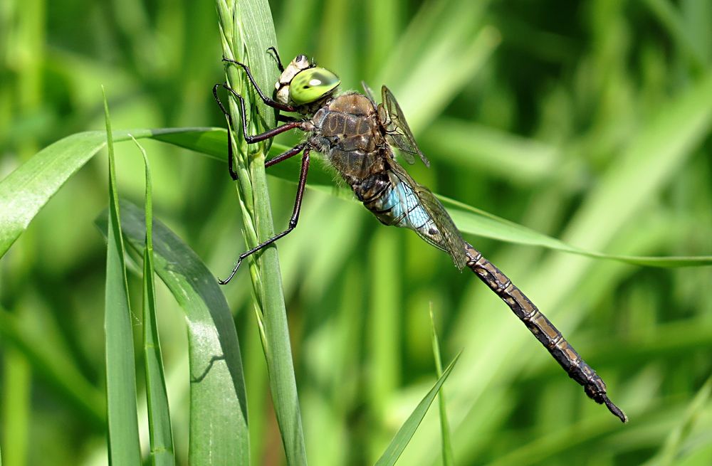 --- Kleine Königslibelle (Anax parthenope) ---