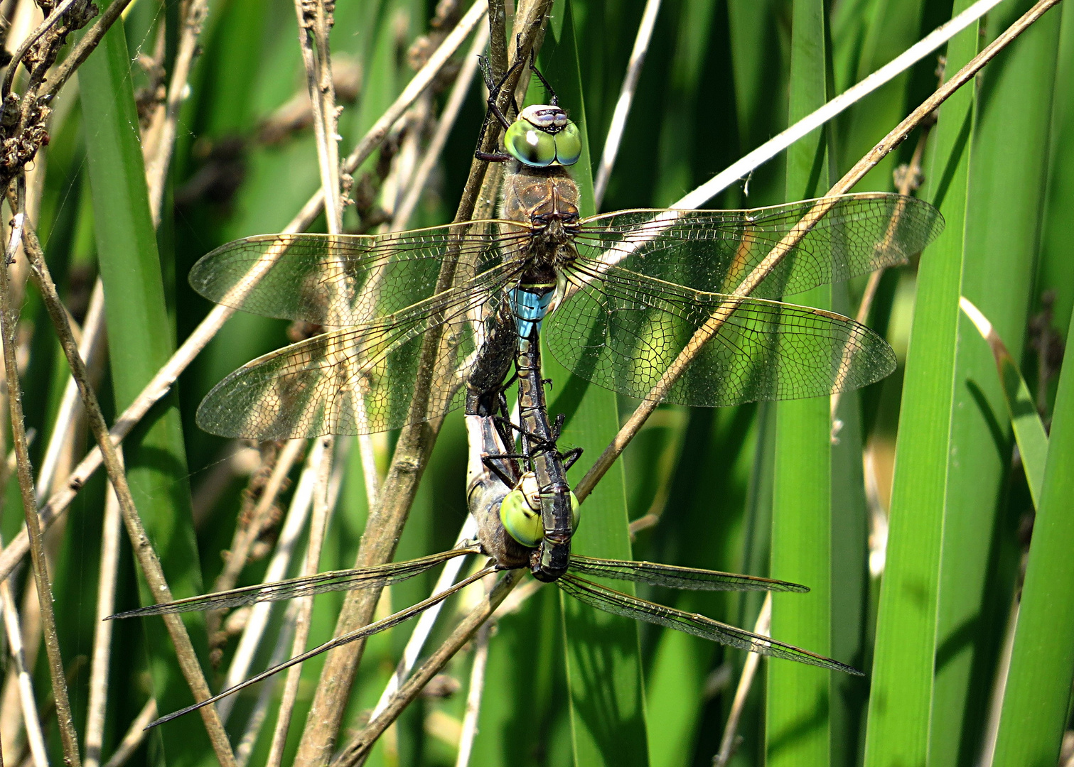 --- Kleine Königslibelle (Anax parthenope) ---