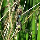 --- Kleine Königslibelle (Anax parthenope) ---