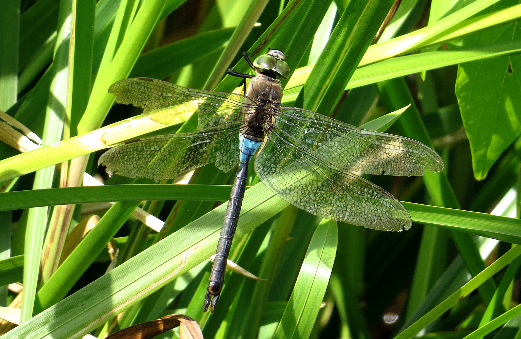 ... Kleine Königslibelle (Anax parthenope) ...