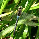 ... Kleine Königslibelle (Anax parthenope) ...