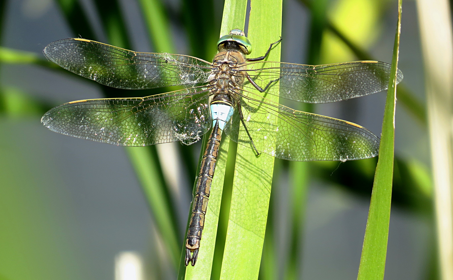 --- Kleine Königslibelle (Anax parthenope) ---