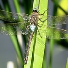 --- Kleine Königslibelle (Anax parthenope) ---