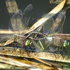 --- Kleine Königslibelle (Anax parthenope) ---