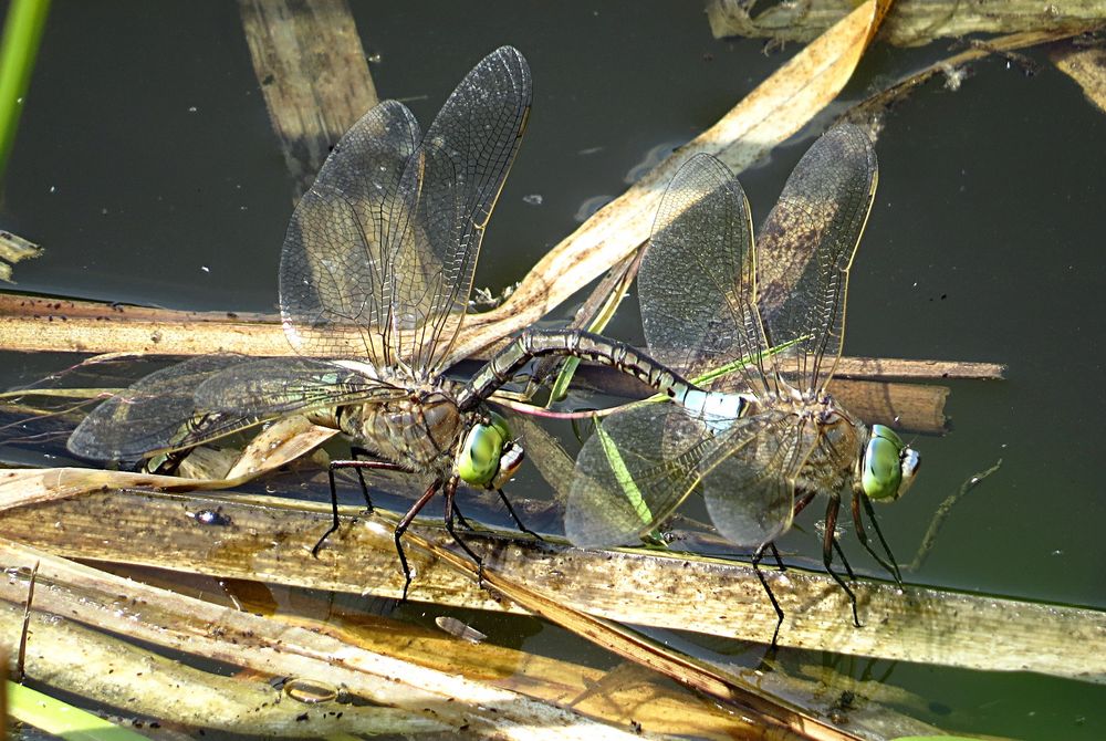 --- Kleine Königslibelle (Anax parthenope) ---