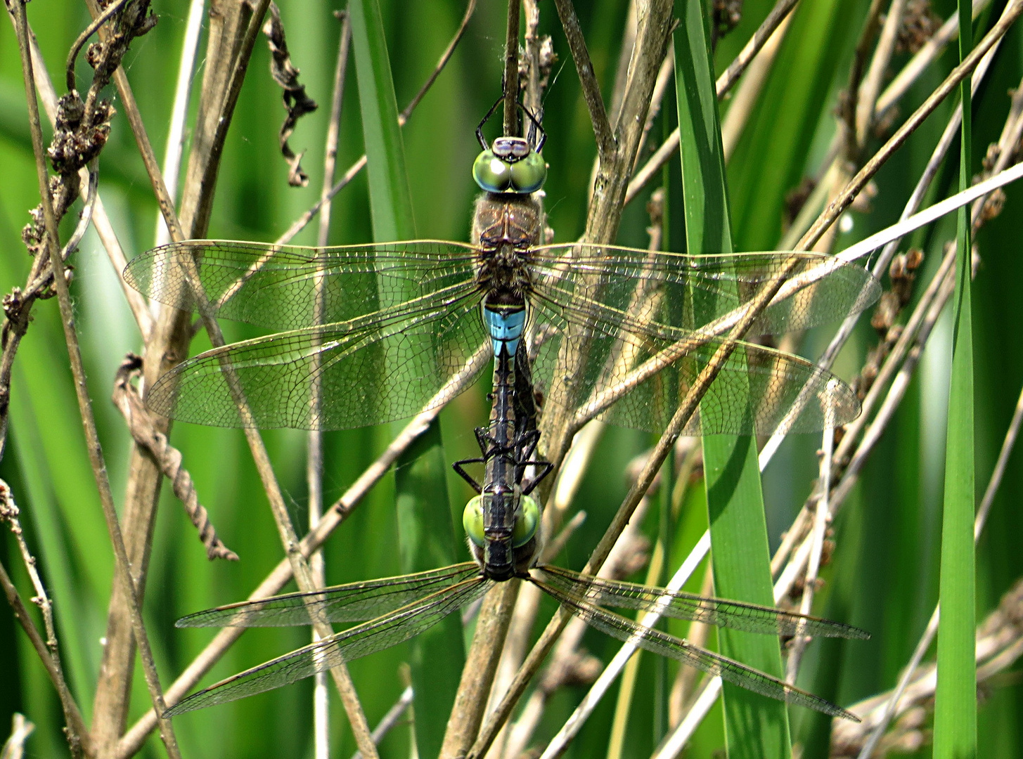 --- Kleine Königslibelle (Anax parthenope) ---