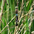 --- Kleine Königslibelle (Anax parthenope) ---