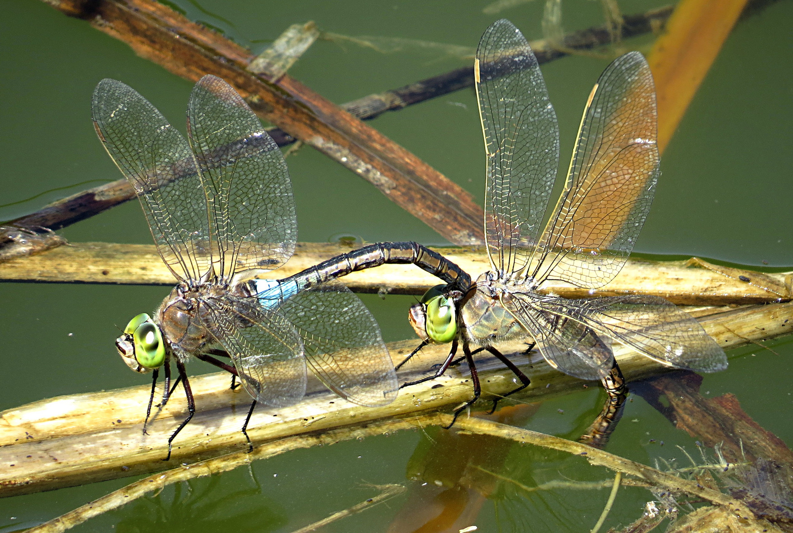 --- Kleine Königslibelle (Anax parthenope) ---