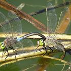 --- Kleine Königslibelle (Anax parthenope) ---