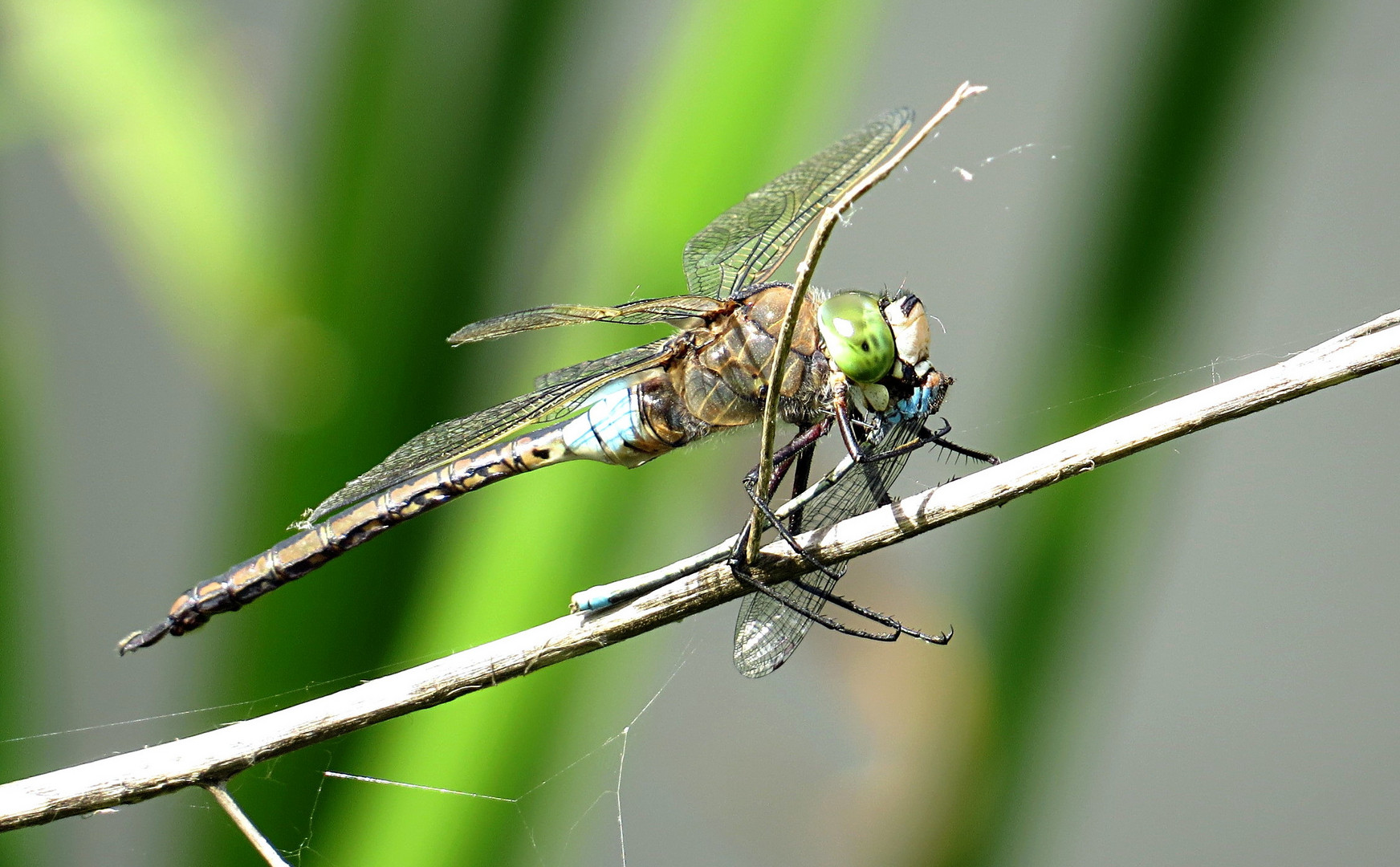 --- Kleine Königslibelle (Anax parthenope) ---