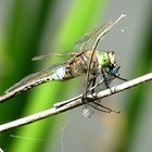 --- Kleine Königslibelle (Anax parthenope) ---