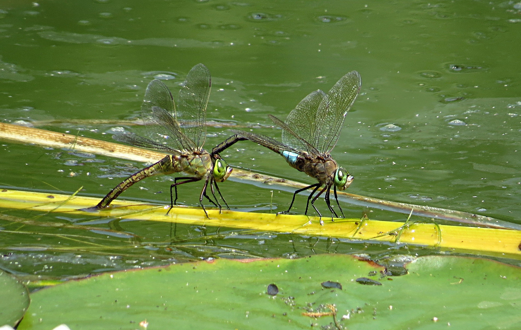 --- Kleine Königslibelle (Anax parthenope) ---