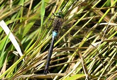 --- Kleine Königslibelle (Anax parthenope) ---