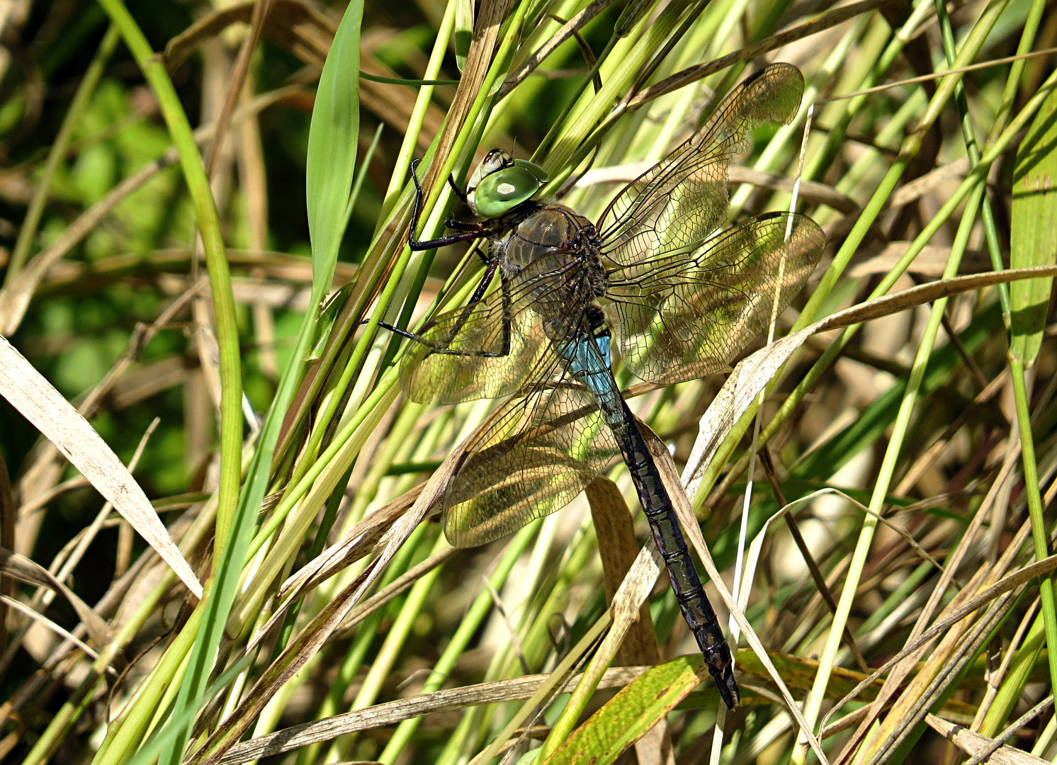 --- Kleine Königslibelle (Anax parthenope) ---