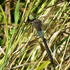 --- Kleine Königslibelle (Anax parthenope) ---