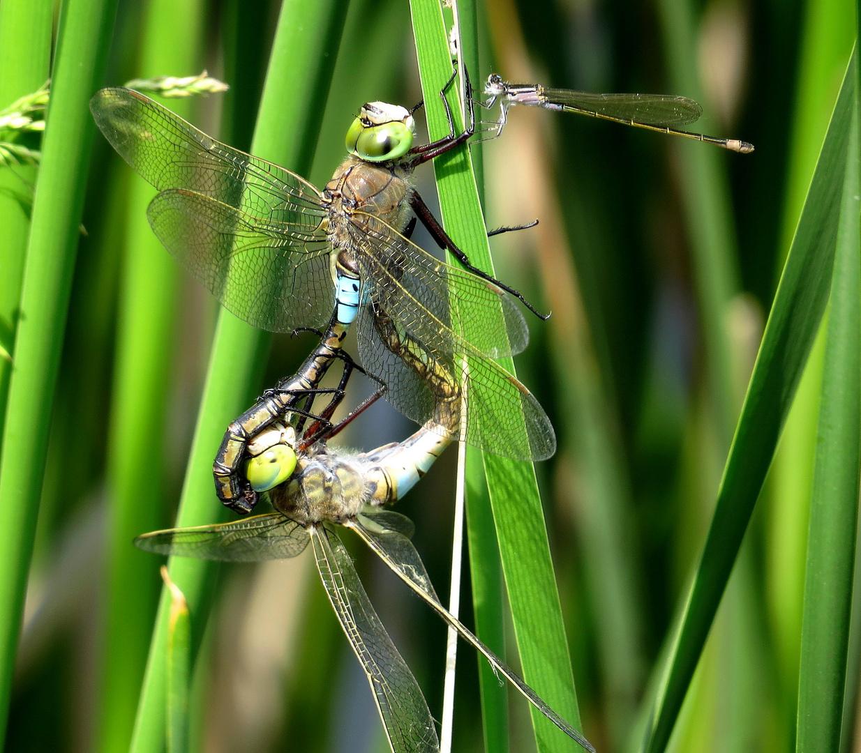 ... Kleine Königslibelle (Anax parthenope) ...