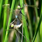 ... Kleine Königslibelle (Anax parthenope) ...