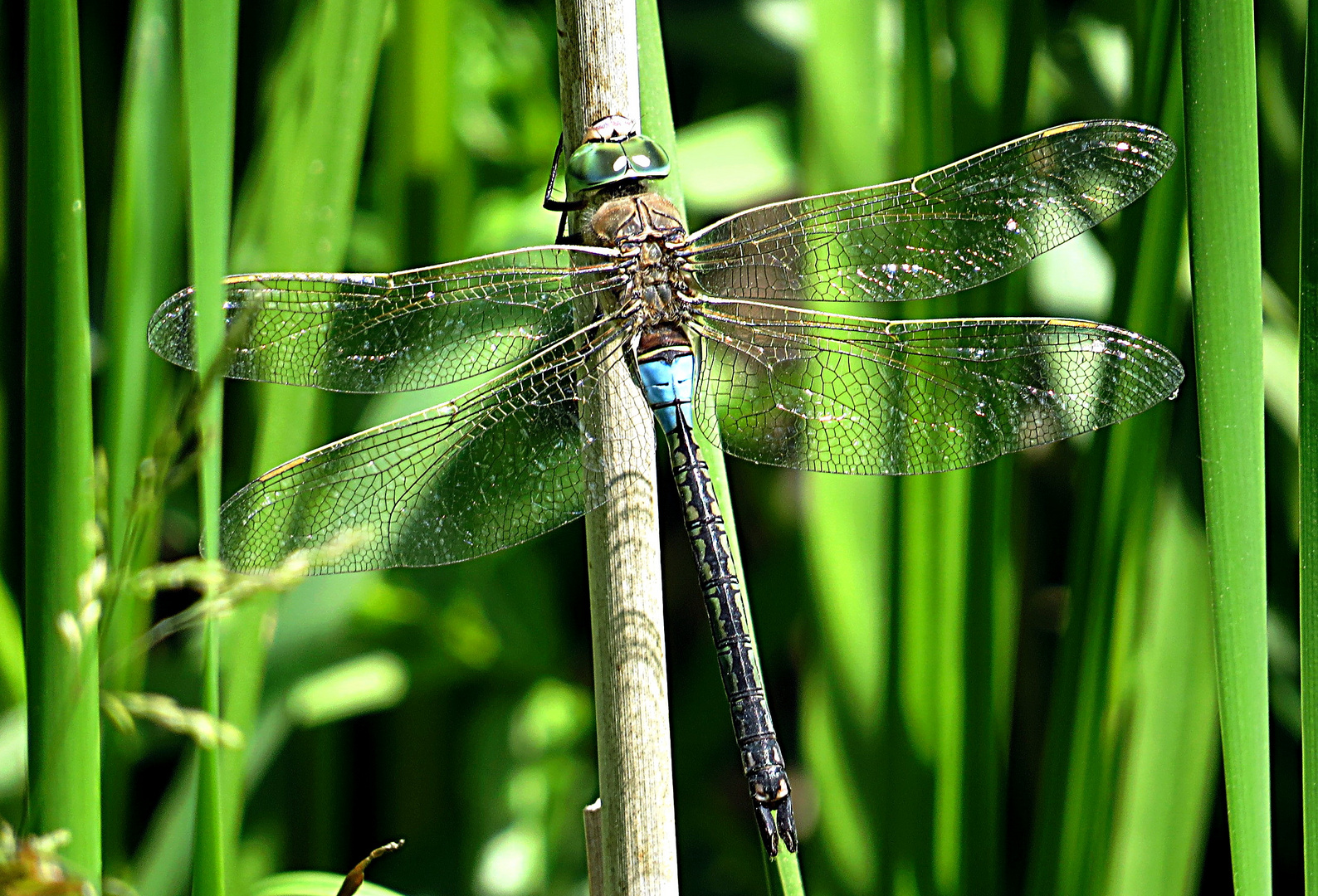 --- Kleine Königslibelle (Anax parthenope) ---