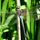 --- Kleine Königslibelle (Anax parthenope) ---