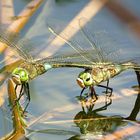 --- Kleine Königslibelle (Anax parthenope) --- 