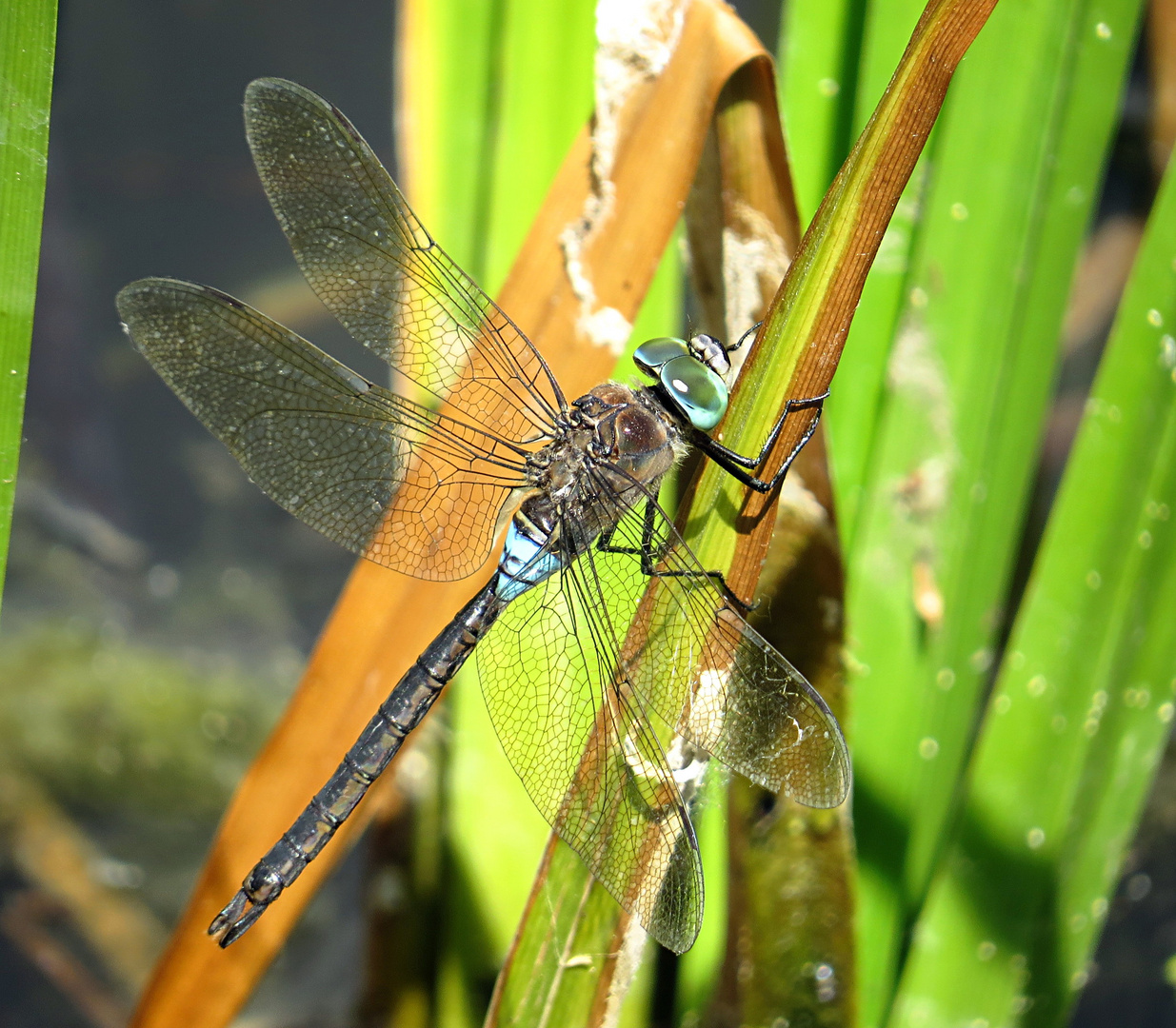 --- Kleine Königslibelle (Anax parthenope) --- 