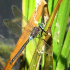 --- Kleine Königslibelle (Anax parthenope) --- 