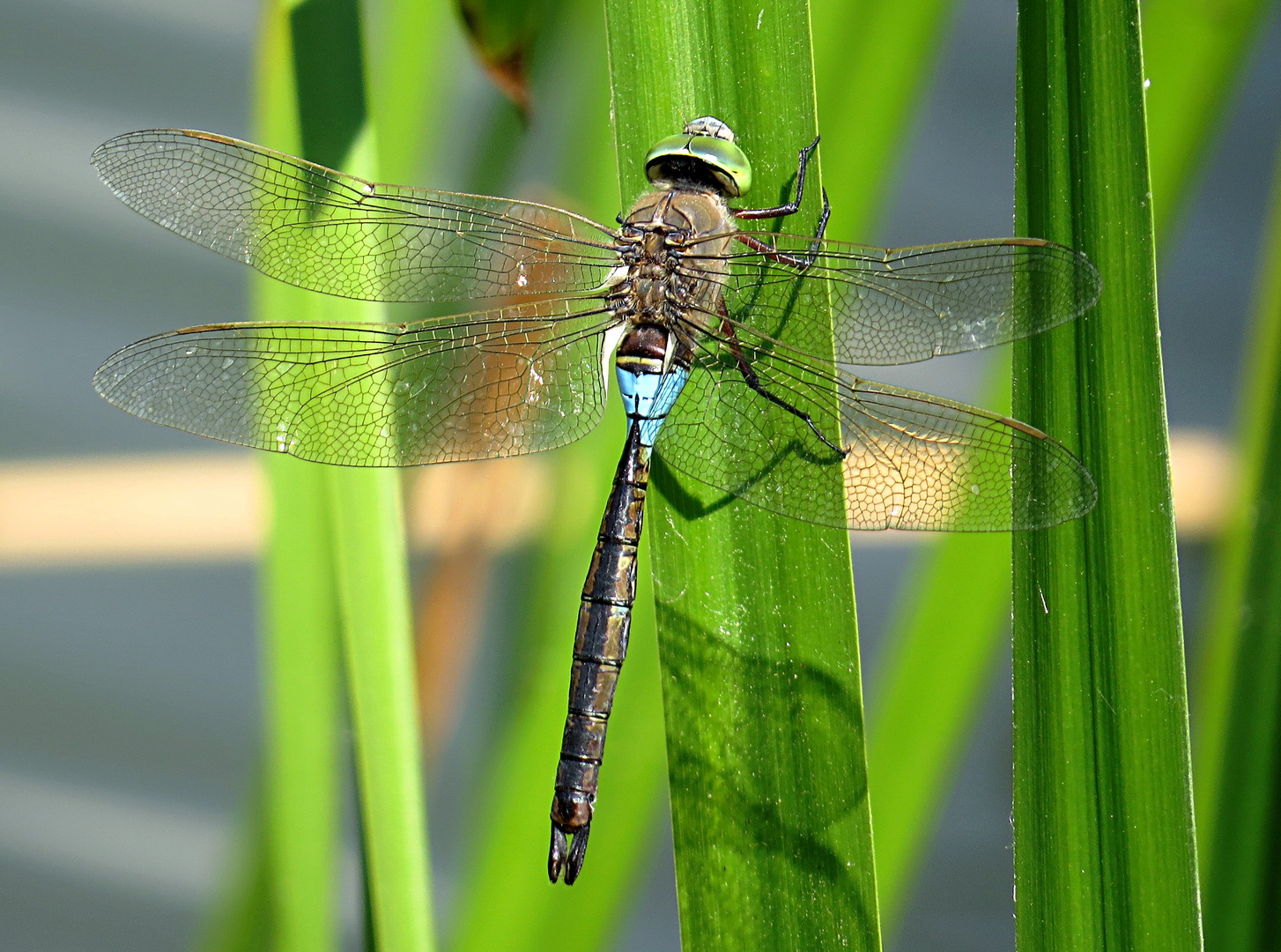 --- Kleine Königslibelle (Anax parthenope) ---