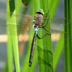 --- Kleine Königslibelle (Anax parthenope) ---