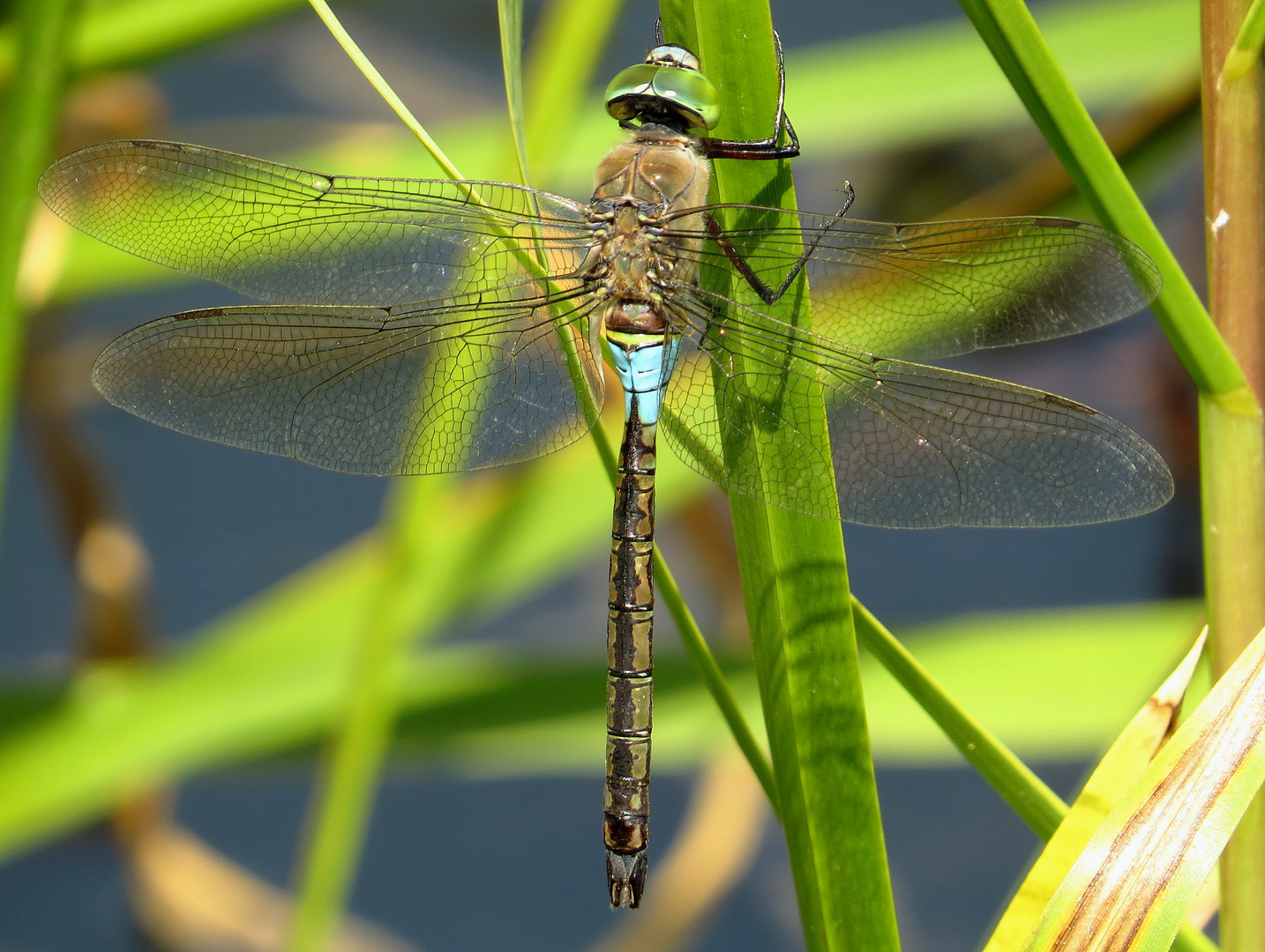 ... Kleine Königslibelle (Anax parthenope) ...