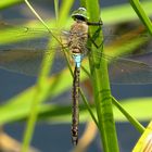 ... Kleine Königslibelle (Anax parthenope) ...