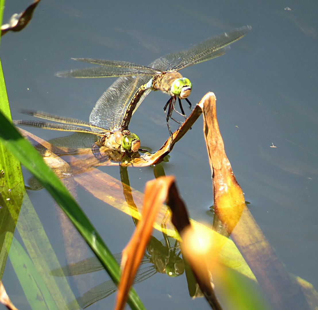 --- Kleine Königslibelle (Anax parthenope) --- 