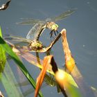 --- Kleine Königslibelle (Anax parthenope) --- 