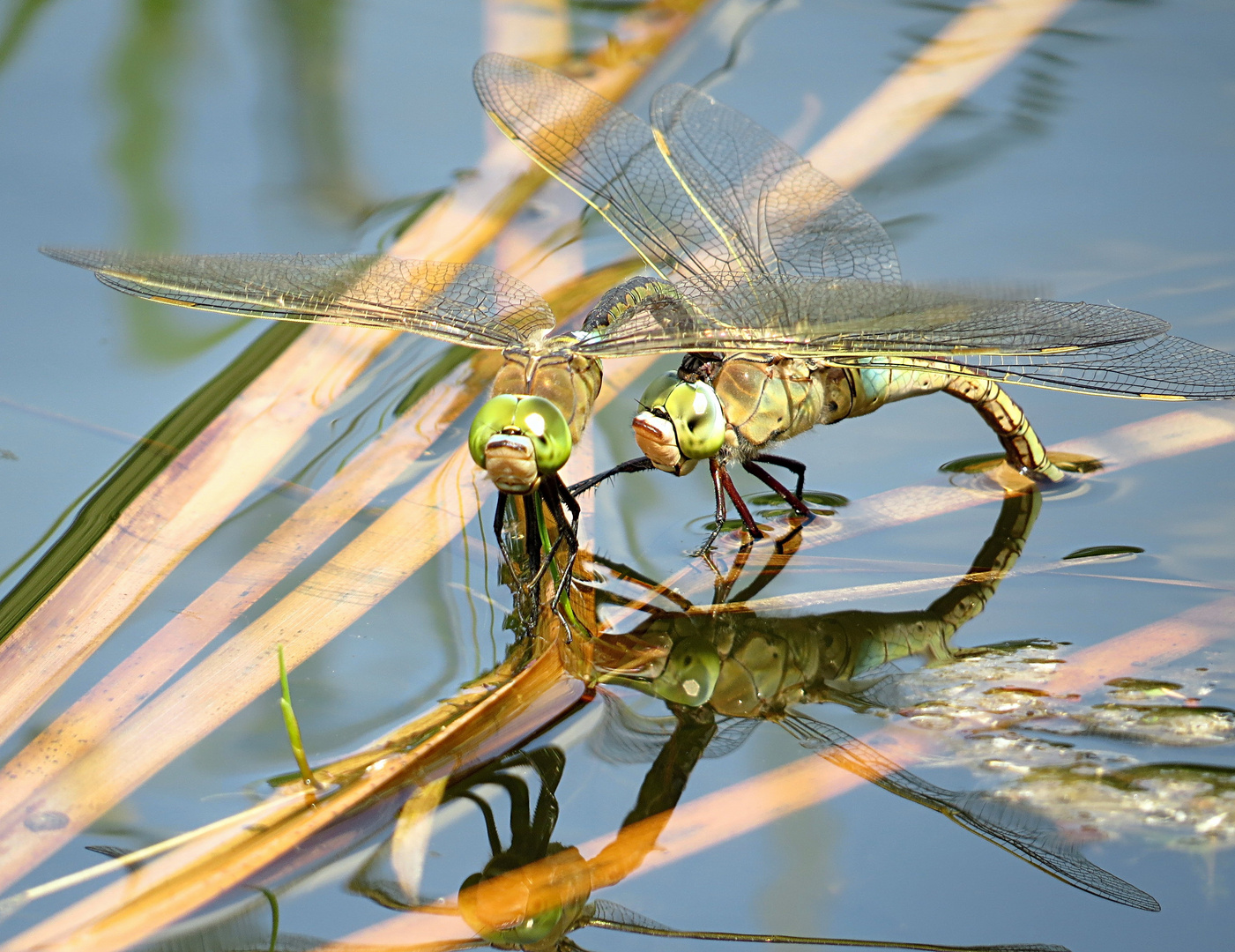 --- Kleine Königslibelle (Anax parthenope) --- 