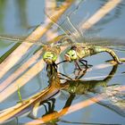 --- Kleine Königslibelle (Anax parthenope) --- 