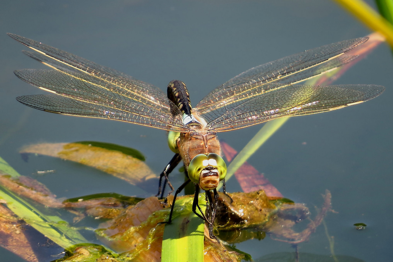 Kleine Königslibelle (Anax parthenope) bei der Eiablage