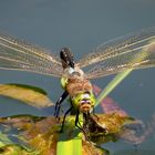 Kleine Königslibelle (Anax parthenope) bei der Eiablage