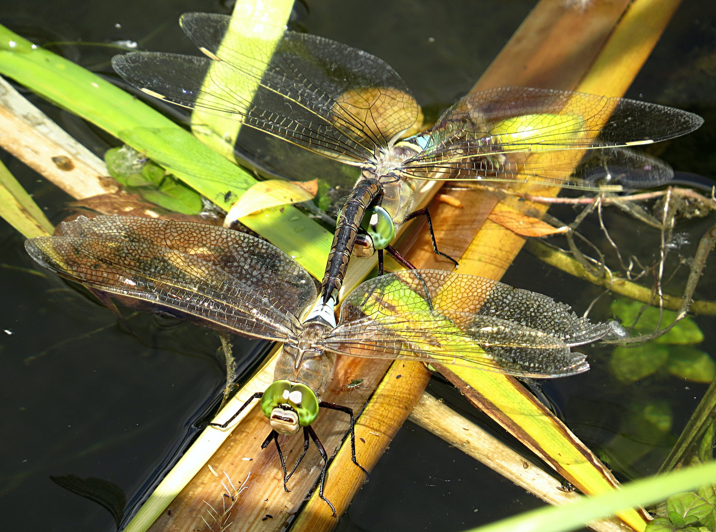 --- Kleine Königslibelle (Anax parthenope) ---