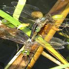 --- Kleine Königslibelle (Anax parthenope) ---