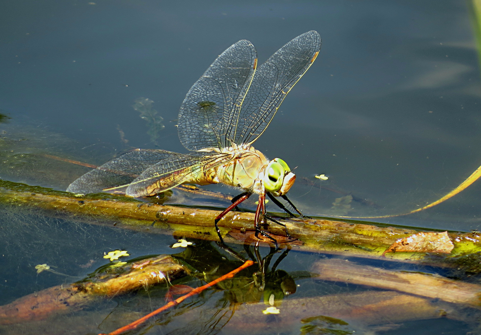 --- Kleine Königslibelle (Anax parthenope) ---