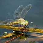 --- Kleine Königslibelle (Anax parthenope) ---