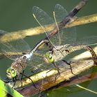 --- Kleine Königslibelle (Anax parthenope) ---