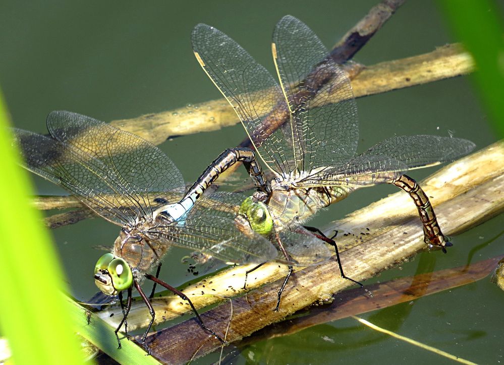 --- Kleine Königslibelle (Anax parthenope) ---