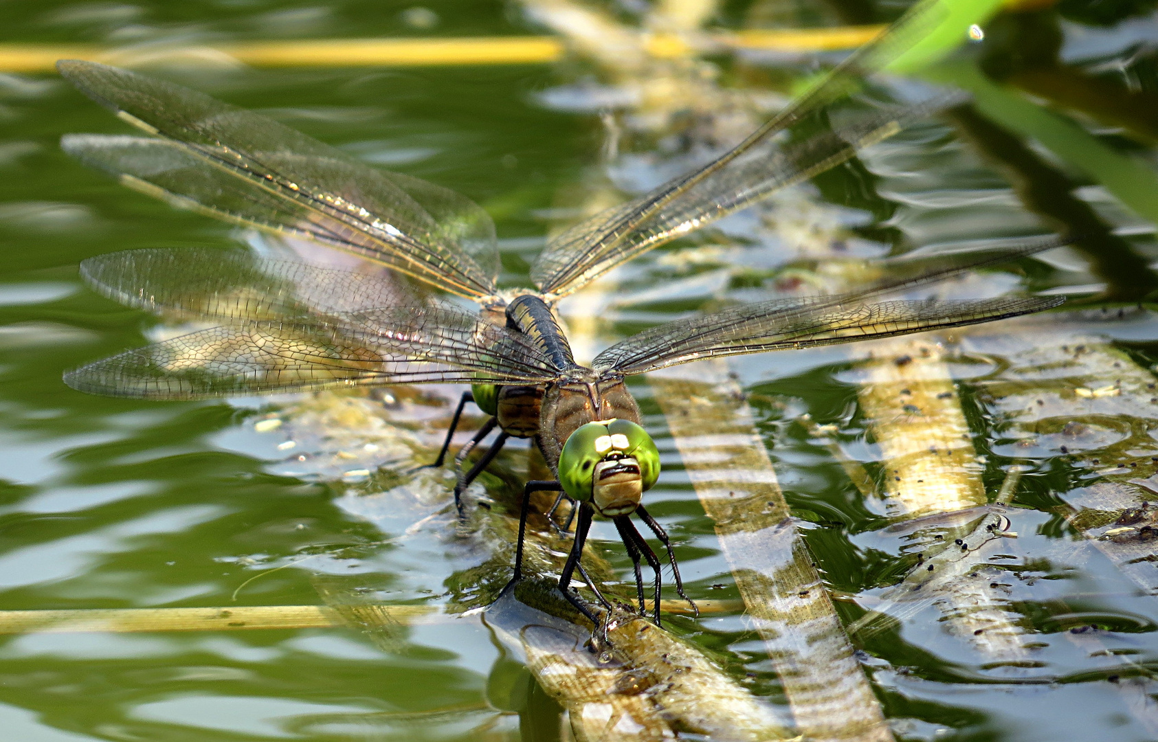 --- Kleine Königslibelle (Anax parthenope) ---