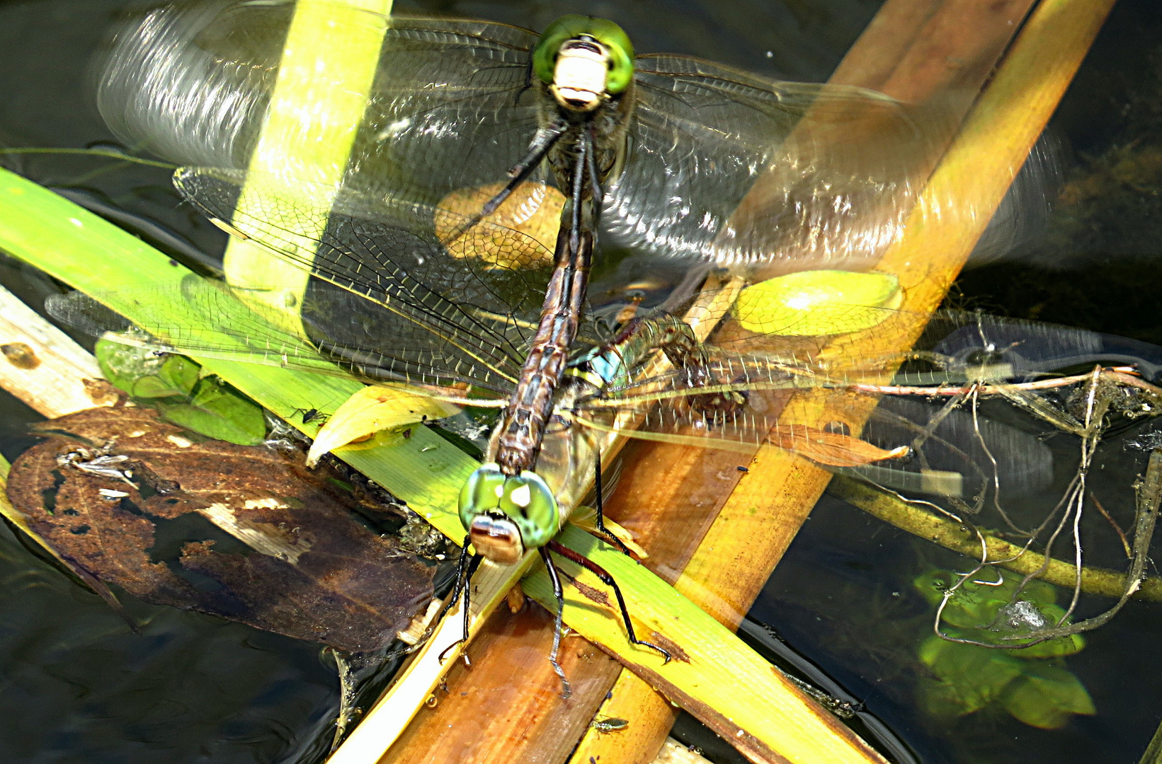 --- Kleine Königslibelle (Anax parthenope) --- 