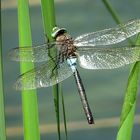 --- Kleine Königslibelle (Anax parthenope) ---