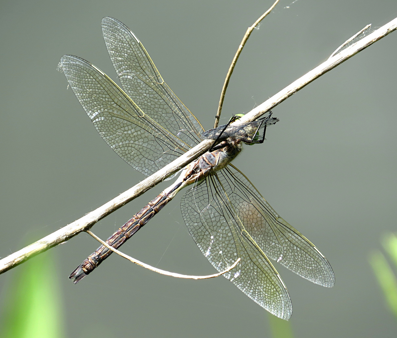 --- Kleine Königslibelle (Anax parthenope) ---