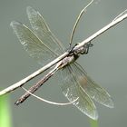 --- Kleine Königslibelle (Anax parthenope) ---